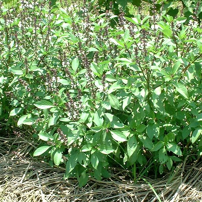Basil Seeds - Thai Sweet Large Leaf - 1 Oz ~22000 Seeds - Non-GMO, Heirloom - Microgreens & Asian Herb Gardening