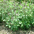 Basil Seeds - Thai Sweet Large Leaf - 0.25 Oz ~5500 Seeds - Non-GMO, Heirloom - Microgreens & Asian Herb Gardening