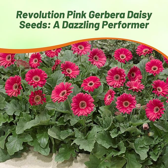 Outsidepride Pink Gerbera Seeds - 10 Pcs Perennial, Compact & Low Maintenance, Flower Seeds for Planting w/Vibrant Green Centered, Pink Blooms, Ideal for Garden Landscaping & Cut Flower Arrangements