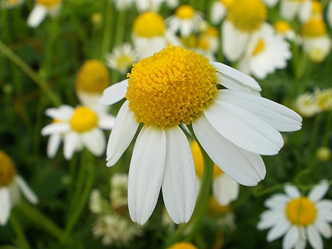 Seeds German Chamomile - Matricaria chamomilla - 2500 Seeds Heirloom Herbs - GMO Free