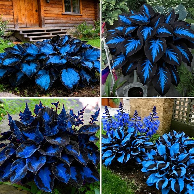 Hosta Seeds for Planting, 290+pcs Rare Perennial Hosta Flower Seeds Plants, Non-GMO Heirloom Long Blooming Plants Shaded Entry Pathway Rare Flowers for Garden Outdoors