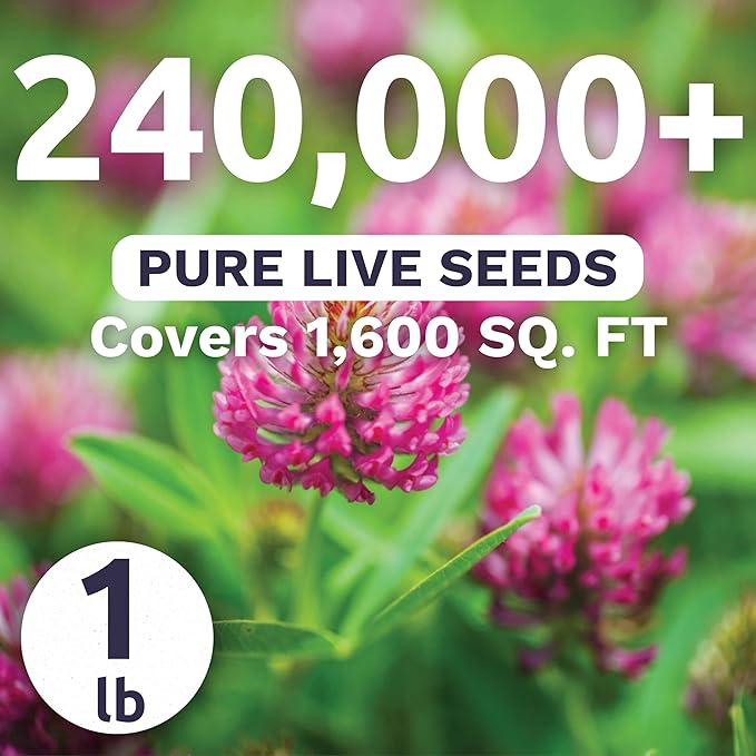 Red Clover - Bulk 1 Pound Pouch - 240,000 Flower Seeds for Planting - Trifolium pratense