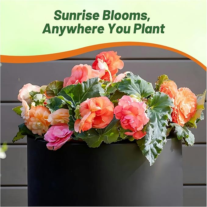 Outsidepride Sunrise Limitless Begonia Seeds for Planting - 50 Pcs Perennial Flower Seeds with Large Blooms, Arching & Pendulous Growth Habit, for Containers, Hanging Baskets, or Landscape Plantings