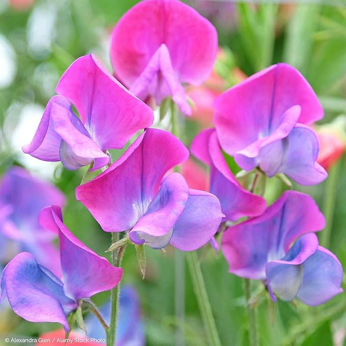 300+ Perennial Lathyrus Odoratus Flower Seeds for Planting Outdoors-Sweet Peas Vine Seed Annual Flower Seeds Fragrant Butterfly