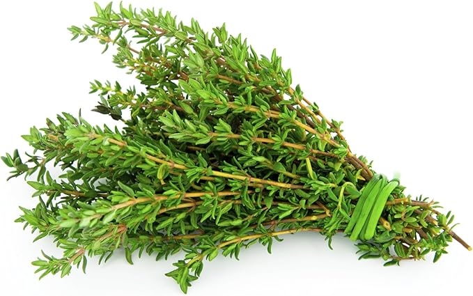 KIRA SEEDS - Seeds Thyme - Indoor - 500 Seeds - Heirloom Herb - GMO Free
