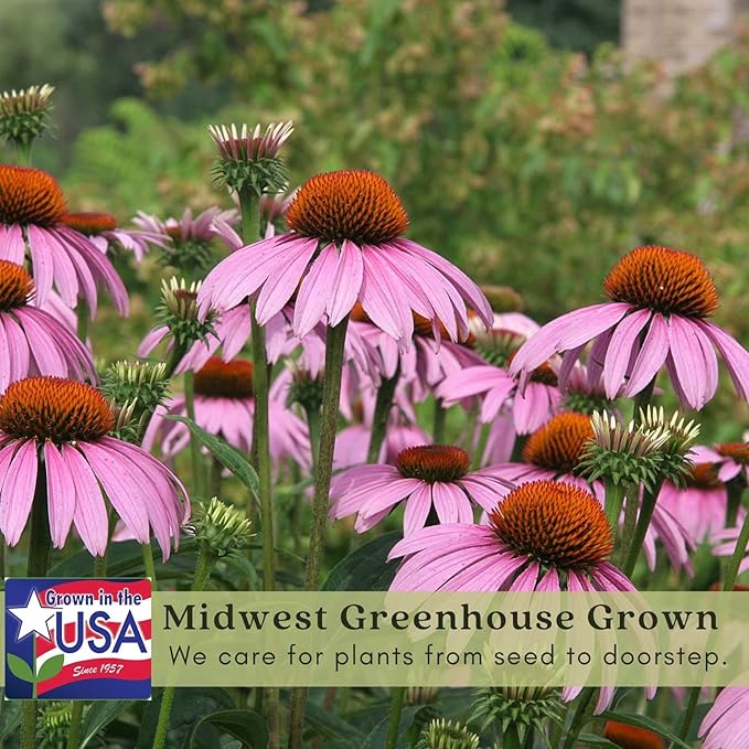 Clovers Garden Purple Coneflower (Echinacea Purpurea) Plants – Two (2) Live Plants – Non-GMO - Not Seeds - Each 4" to 8" Tall – in 4" Inch Pots – Hardy Flowering Perennial, Pollinator Favorite