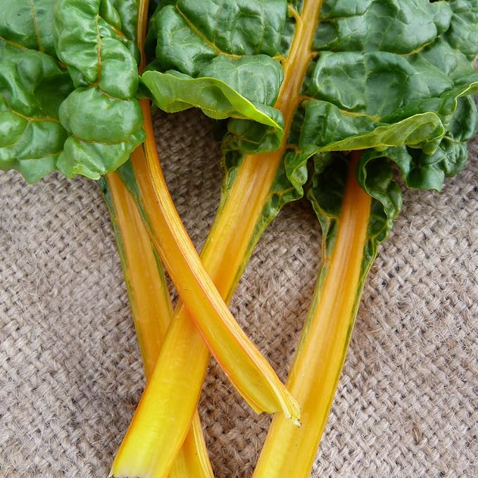 Organic Oriole Orange Swiss Chard - 2 g ~100 Seeds - Organic, Heirloom, Open Pollinated, Non-GMO, Farm & Vegetable Gardening & Micro Greens Seeds