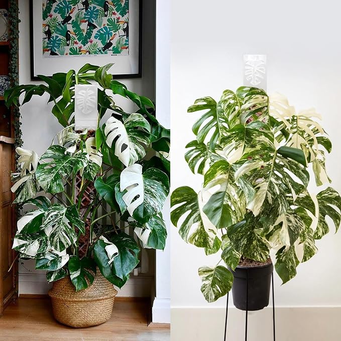 4 Psc 9 Inch D Shaped Moss Pole with Watering Dripper, Plastic Moss Poles for Climbing Plants, Sturdy Monstera Plant Support, Self Watering Moss Pole Kit for Plants Indoor(White)