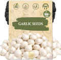Garlic Seeds for Planting (Allium sativum) - 100+ Heirloom Non-GMO - Easy-Grow Culinary Herb – Robust Flavor, Cold-Hardy, Perennial Vegetable for Home Gardens