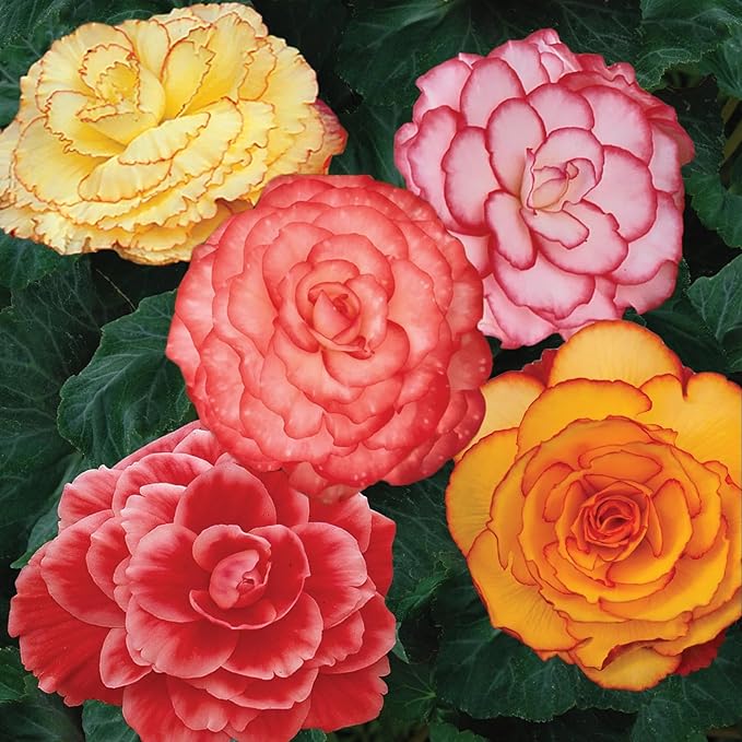 100+ Wax Begonia Seeds for Planting Perennial Large-Flowered Non-GMO Mixed Begonia Seeds Garden Outdoor Indoor