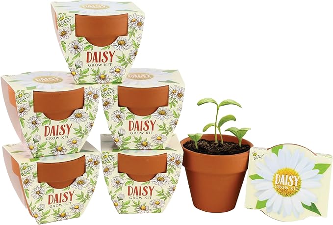 BUZZY Seeds Daisy Daydream Collection Mini Terracotta Grow Pots 6-Pack, All-in-One Starter Kit with Seed Packs and Growing Medium, Wedding Favors, Gardening Gifts, Garden Parties