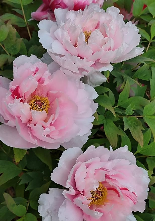 Mixed Colors Peony Flower Seeds Double Garden Plant Flower Bloom Rare Exotic Beautiful Perennial Bonsai Plant Garden 20pcs