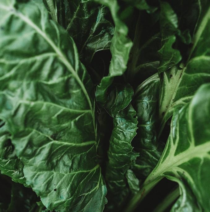 100 + Pcs Seeds Swiss Chard Collection for Planting - Individual Packets of Red Ruby Swiss Chard & Perpetual Spinach Swiss Chard - Non-GMO Heirloom (Perpetual Spinach Swiss Chard)
