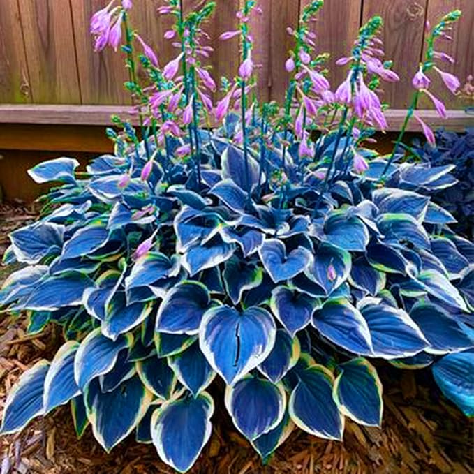 Hosta Seeds for Planting, 290+pcs Rare Perennial Hosta Flower Seeds, Non-GMO Heirloom Long Blooming Plants Shaded Entry Pathway Flowers Beauty Home Garden for Outdoors