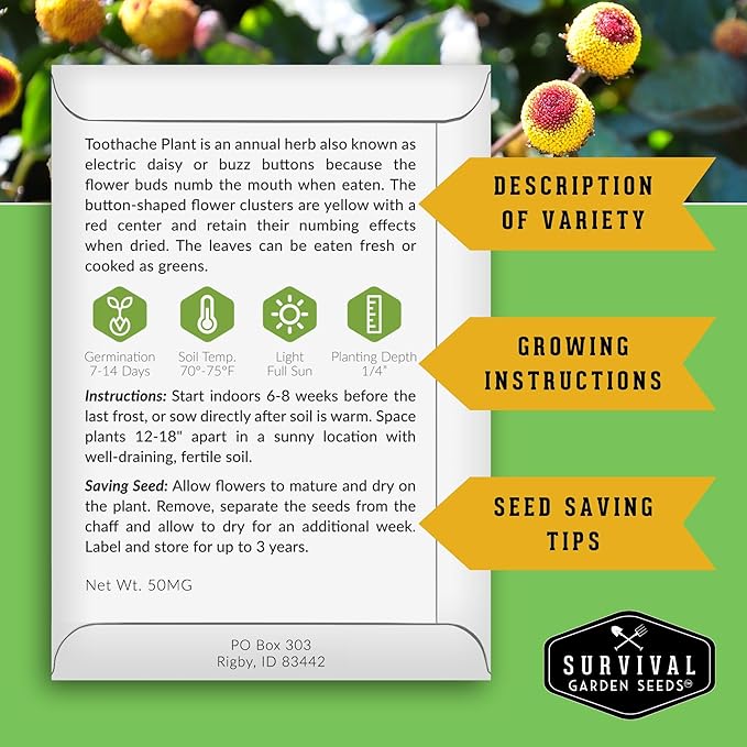 Toothache Plant Seeds for Planting - Acmella Oleracea Spilanthes Buzz Button Electric Daisy Medicinal Herb & Edible Flower - Heirloom Non-GMO Open Pollinated - Survival Garden Seeds (5 Pack)