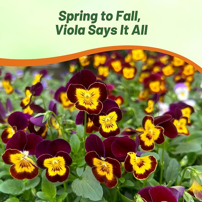 Outsidepride Bambini Mix Viola Pansy Seeds for Planting - 1000 Pcs. Perennial, Cold-Hardy & Pollinator Friendly Flowers with Fragrant Blooms for Garden Beds, Borders & Container Displays