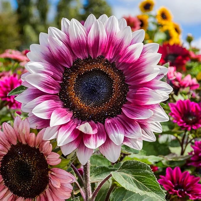 ZEshops 50pcs Rare Strawberry Pink Sunflower Seeds - Non-GMO Heirloom, Easy Grow Instructions Included - Unique Garden Addition