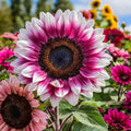 50pcs Rare Strawberry Pink Sunflower Seeds - Non-GMO, Heirloom Variety for Garden - Easy to Grow with Vibrant Pink Blooms