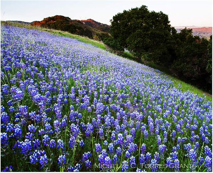 California Native Mixed Wildflowers - 10,000 Seeds Approximately