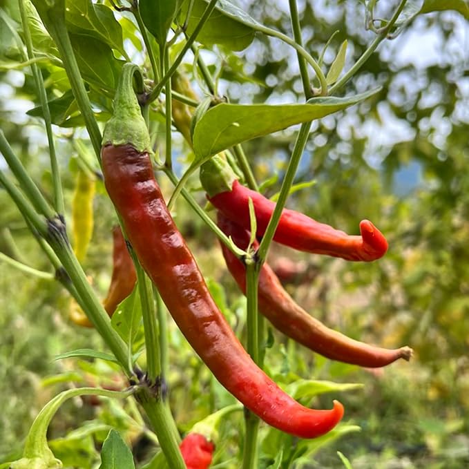 Banyan Botanicals Organic Cayenne Pepper Seeds – Long & Slim Red Rocket Cayenne Peppers – for Eating Fresh or Drying – 25 Count – Open Pollinated Non-GMO Easy-to-Grow