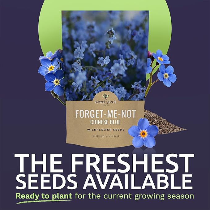 Chinese Forget Me Not Wildflower Seeds - Bulk 1/4 Pound Bag - Over 22,000 Open Pollinated Seeds - Blue Cynoglossum amabile
