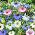 1000 Seeds - Love in a Mist Mix Nigella - Easy to Grow