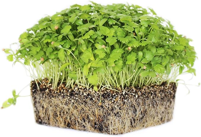 Leisure Splits Cilantro Seeds - 3 g Packet ~200 Seeds - Non-GMO Herb & Microgreens Gardening Seeds - Culinary Herb - Corriander - Coriandrum sativum