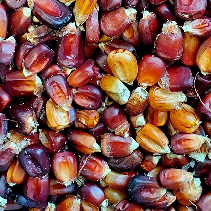 Organic Bloody Butcher Grinding Corn Seeds (Zea mays) 100 Seeds (40 g) - Heirloom Corn Seed Grown in West Virginia by Smoke Camp Crafts