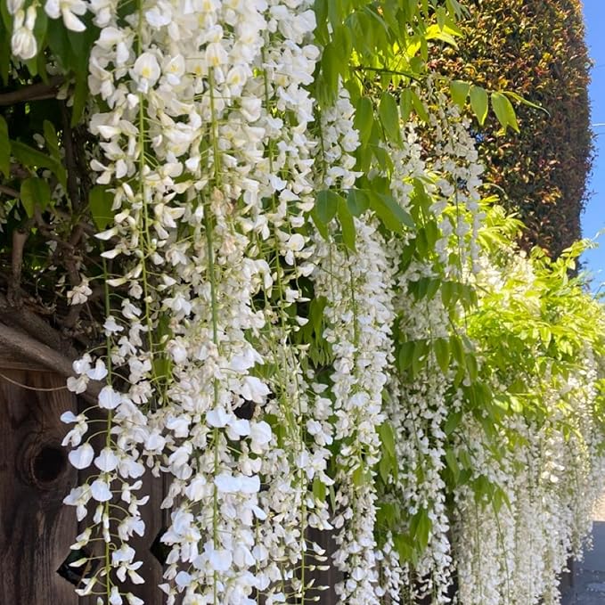 200+ Climbing Weeping Jasmine Flower Seeds Star Jasmine Flower Seeds for Planting Fragrant Plant Seeds Non-GMO Climbing Jasmine Garden Balcony Climbing Flower Garden Home