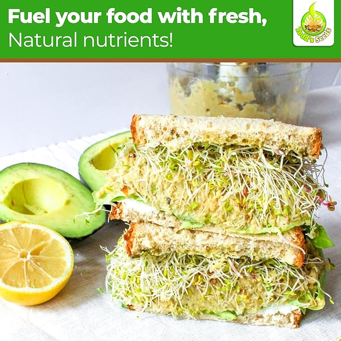 Todd’s Seeds - Alfalfa Sprouting Seeds - Easy to Grow Bulk Alfalfa - Fast Growing with High Sprout Germination (1/2 Pound)