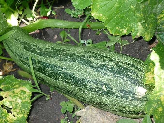 Seeds Zucchini Gren Tiger Heirloom Vegetable for Planting Non GMO