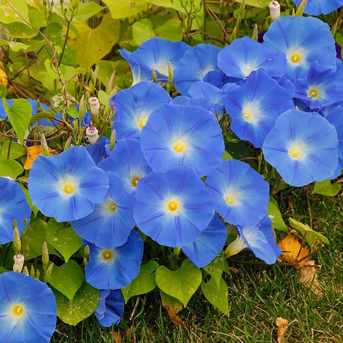 Eden Brothers Morning Glory Seeds - Heavenly Blue, Non-GMO Seeds for Planting, Packet | Low-Maintenance Flower Seeds, Plant During Spring, Zones 1, 2, 3, 4, 5, 6, 7, 8, 9, 10