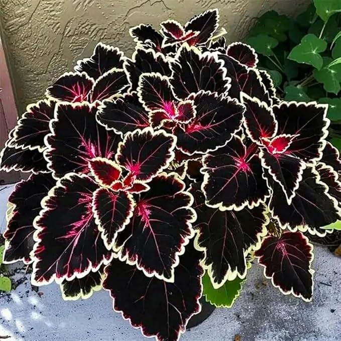 200+ Rainbow Coleus Seeds for Planting - Mix Coleus Seeds Non-GMO Heirloom Beautiful Flowers to Plant Indoors or Outdoors