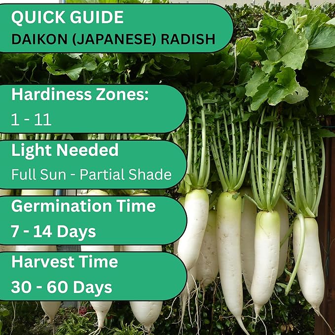 Woods Creek Seeds: Daikon Minowase Radish Seeds for Planting - Over 450 Heirloom Non-GMO Radish Seed Pack - Premium Radishes for Sprouting - Fast-Growing Japanese Radishes for Your Vegetable Garden