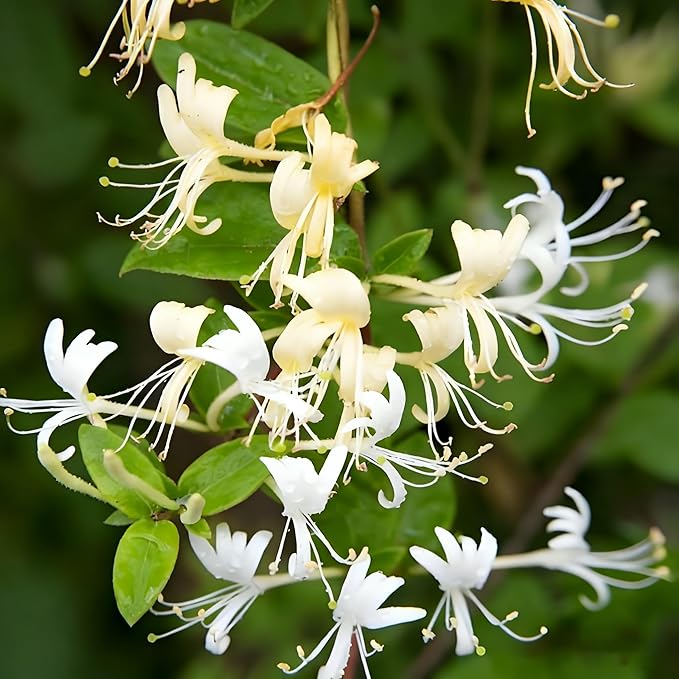 Honeysuckle Seeds for Planting, 200 Lonicera Vine Seeds, Non-GMO Heirloom Aromatic Honeysuckle Flower for Garden Home Outdoor