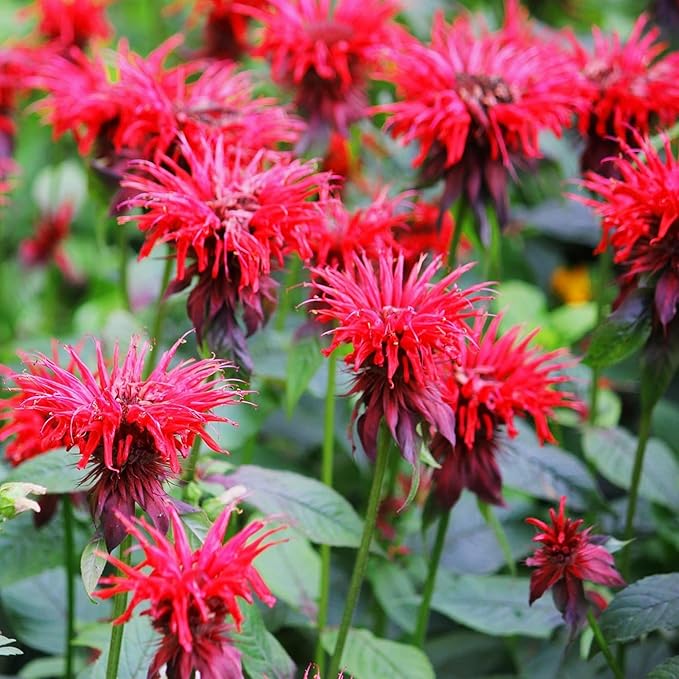 500+ Bee Balm Flower Seeds for Planting Perennial Monarda Didyma Bee Balm Heirloom Flower Non-GMO Seeds - Open-Pollinated