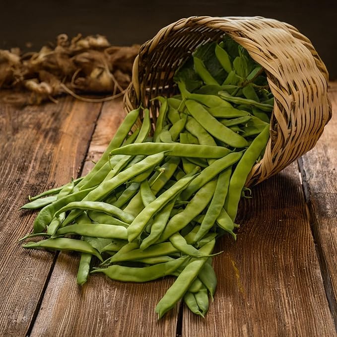 Park Seed Cabot Bush Bean Seeds – 5.5-Inch Uniform Pods, Easy-to-Harvest Stoop-Free Variety, Full-Bodied Flavor, Ideal for Canning, Fast Maturing and Space Efficient Spring Vegetable – Pack of 240