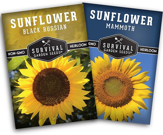 Edible Sunflower Seeds Collection for Planting | 2 Giant Flower Varieties – Mammoth & Black Russian – Heirloom Non-GMO – Survival Garden Seeds