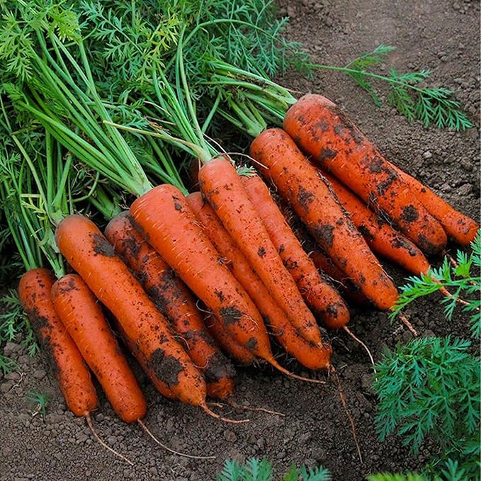 Mixrug 7 Types Radish Seeds Pack for Planting, 840pcs Non-GMO Heirloom Radish Vegetable Seeds, Vegetables Plants Home Fresh Food Garden for Outdoors Indoors