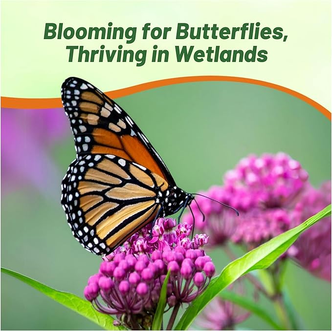 Outsidepride Swamp Milkweed Seeds - 1000 Pcs Perennial, Heat & Humid Tolerant, Pollinator-Friendly Wildflower Seeds, Ideal for Monarch Butterflies, Cut Flowers, Borders, or Meadows