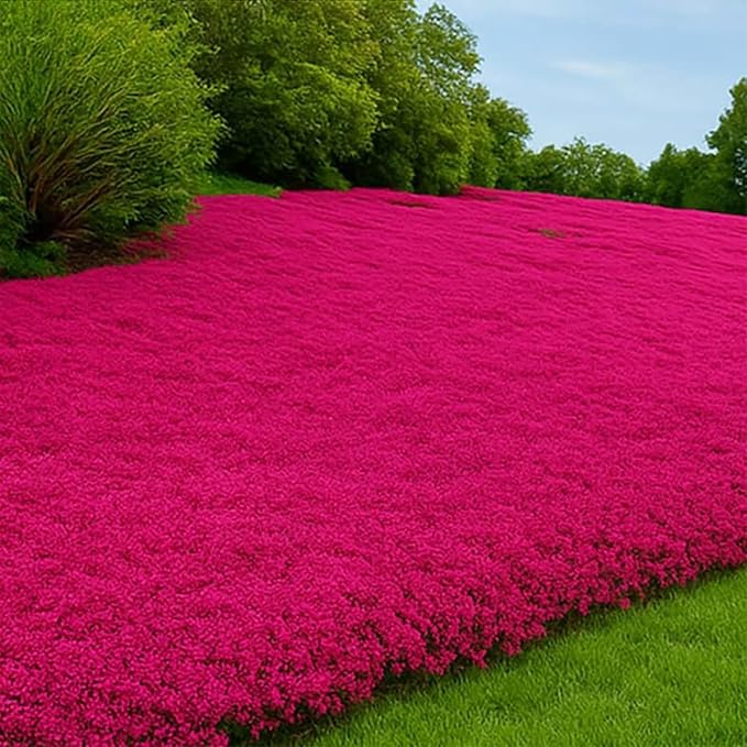 22500+ Magic Creeping Thyme Seeds for Planting Perennial Thyme Seeds Thymus Serpyllum Seed Heirloom Flowers Ground Cover Plants