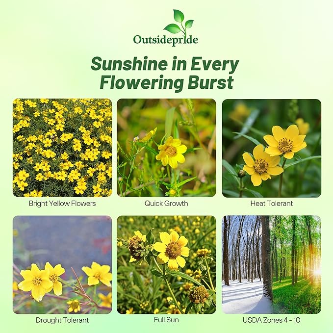 Outsidepride Perennial Bur Marigold Hannay's Lemon Drop Seeds - 1000 Pcs. Heirloom, Self-Sowing, Drought-Tolerant Flower Seeds, Pollinator-Friendly, for Vibrant Blooms, Low-Maintenance Summer Gardens