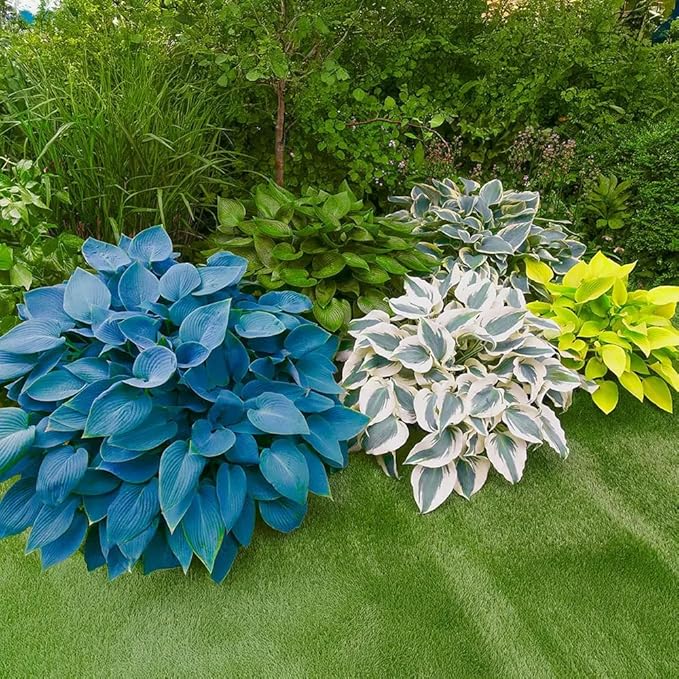 290+ USA PERMIUM Giant Hosta Seeds for Planting Indoor Outdoor-Non GMO Heirloom Fragrant Shade Garden Flowers