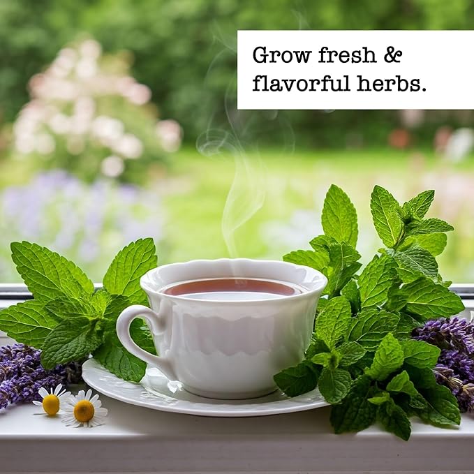Ferry-Morse Tea Herb Seed Variety Pack - 6 Pack