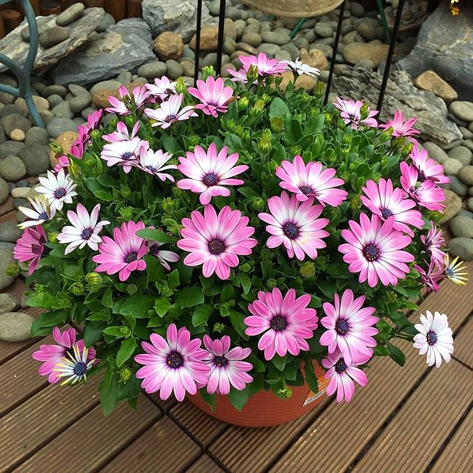 Mixrug African Daisy Seeds for Planting, 148pcs Osteospermum Daisy Seeds Non-GMO Heirloom Perennial Rare Colorful Flower Plants, Open Pollinated Beauty Home Garden Flowers for Outdoors