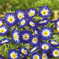 Eden Brothers Morning Glory Seeds (Dwarf) - Royal Ensign