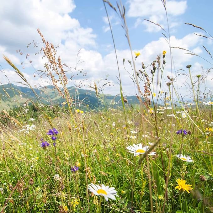 Rocky Mountain Wildflower Seed Mix - 5 Gram Packet - 22 Wild Flower Seed Varieties - Annuals, Perennials and Bi-Annuals - Flower Garden