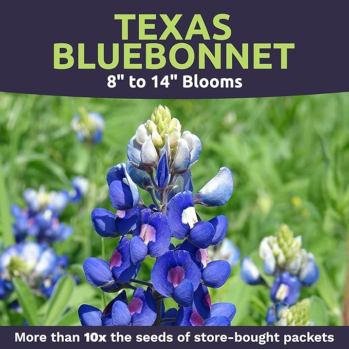 Bulk Texas Bluebonnet Wildflower Seeds - 5 Pounds - Over 80,000 Native Seeds - Texas State Flower!