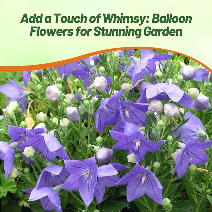 Outsidepride Blue Balloon Flower Seeds for Planting – 2000 Pcs Perennial, Drought-Tolerant, Easy to Grow, Low Maintenance, Pollinator-Friendly, Star-Shaped Blooms for Outdoor Gardens and Borders