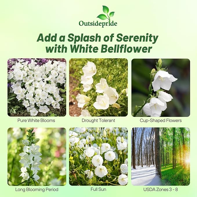 Outsidepride White Bellflower Seeds for Planting - 5000 Pcs Perennial Mat-Forming Flower Seeds with Bell Shaped Blooms & Low Growth Habit for Edging Pollinator Gardens, Containers, & Borders